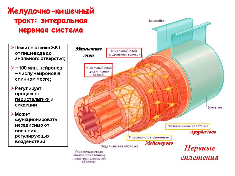Желудочно-кишечный тракт: энтеральная нервная система Мышечные слои Нервные сплетения Мейснерово Ауэрбахово Лежит в стенке
